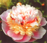 Пион - традиционный цветок Китая