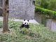 Panda0054.jpg