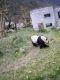 Panda024.jpg
