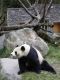 Panda036.jpg