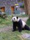 Panda038.jpg