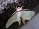 A_macro_shot_of_a_huge_moth_that_Thomas_spotted_as_we_hiked_down_the_Central_Green_Trail_take_1.jpg