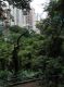_Looking_through_subtropical_jungle_to_the_concrete_jungle_beyond_in_Mid_Levels_Hong_Kong.jpg