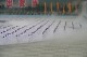Wushu_Opening_Ceremony_at_Wudang_Shan_049.JPG