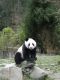 lovely_panda.jpg
