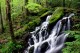 After_the_Rain,_Tremont_Area,_Great_Smoky_Mountains_National_Park,_Tennessee.jpg
